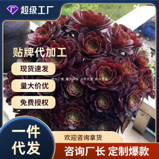 Black Mage Succulent Old Stump Extra Large Multi-Headed Flower Succulent Plant Combination Potted Indoor Special Clearance Sale