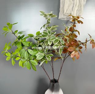 ����Gֲ����ľ�lؔ�~�Ӿ��^�����b������~���_ľ�廨���ֲ�