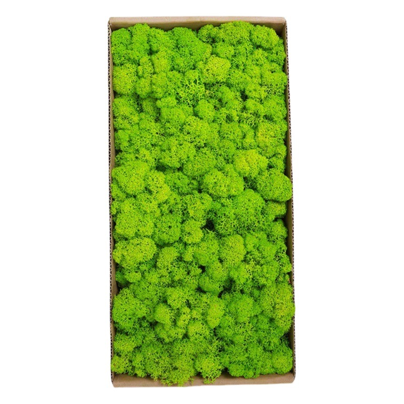 Musgo eterno ciervo musgo planta pared paisaje musgo ventana interior decoración micro paisaje eterna flor musgo