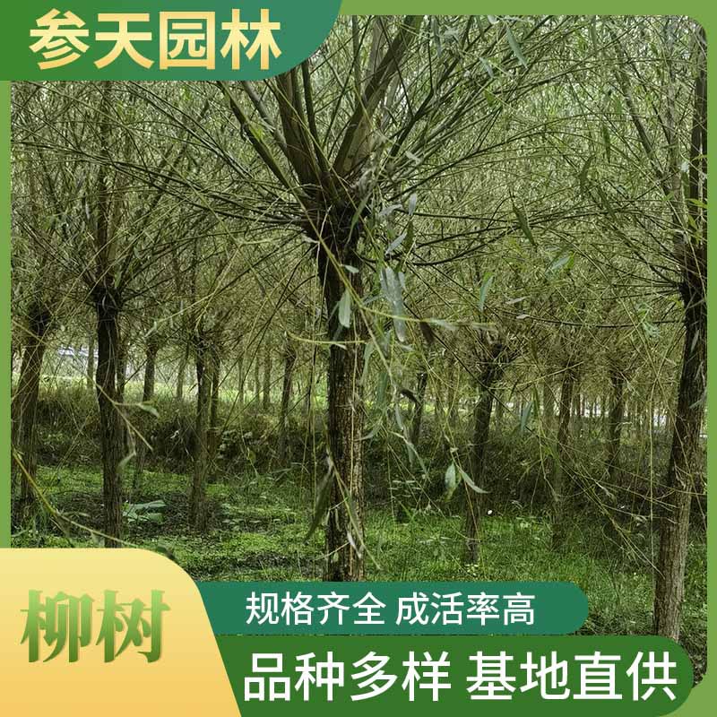 ��ͼ����