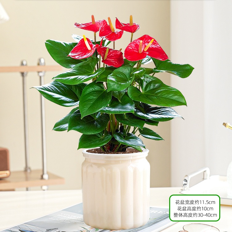 [인터넷 연예인 핫모델] 꽃이 달린 프리미엄 안스리움 + 살구티라미수 화분 + 영양액