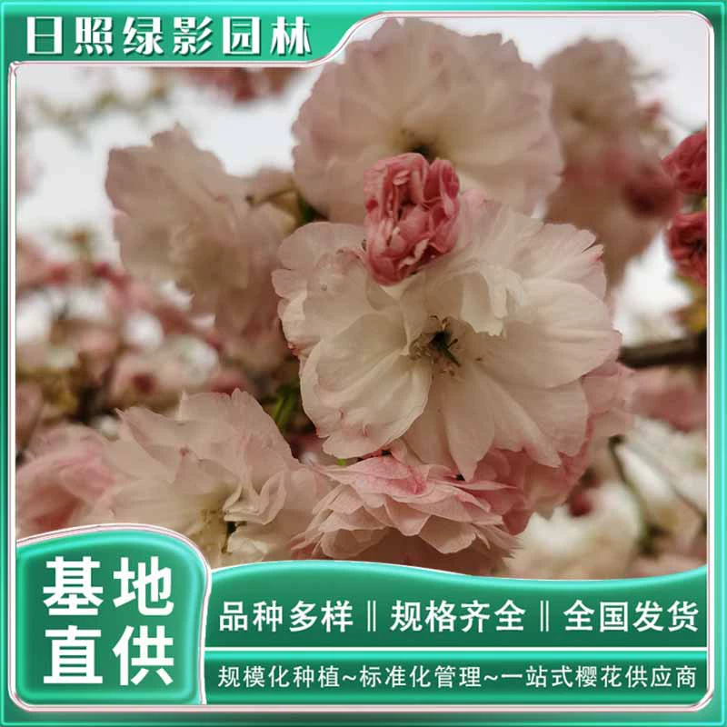 Rizhao Green Shadow Garden 17 см Сосна Луна Вишневое дерево Цитата Рассада Вишневый цвет Посадочная база Прямые поставки