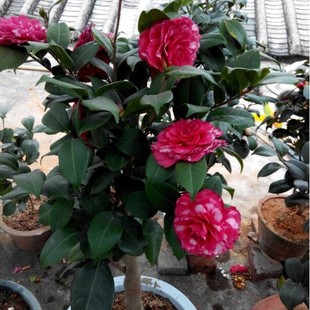 Seven Fairy Red Dan Camellia Tree Wholesale Garden Fragrance Plant Potted Hotel Villa Courtyard Greening Flower Base Manufacturer