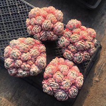 ����ؐ���p��ؐ����ؐ�����ֲ���÷��ݗ���k����С�����ԾGֲ