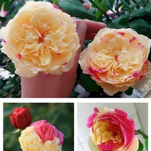 带花苞玫瑰花苗大花月季盆栽灌木月季花树苗四季开花浓香盆栽花卉