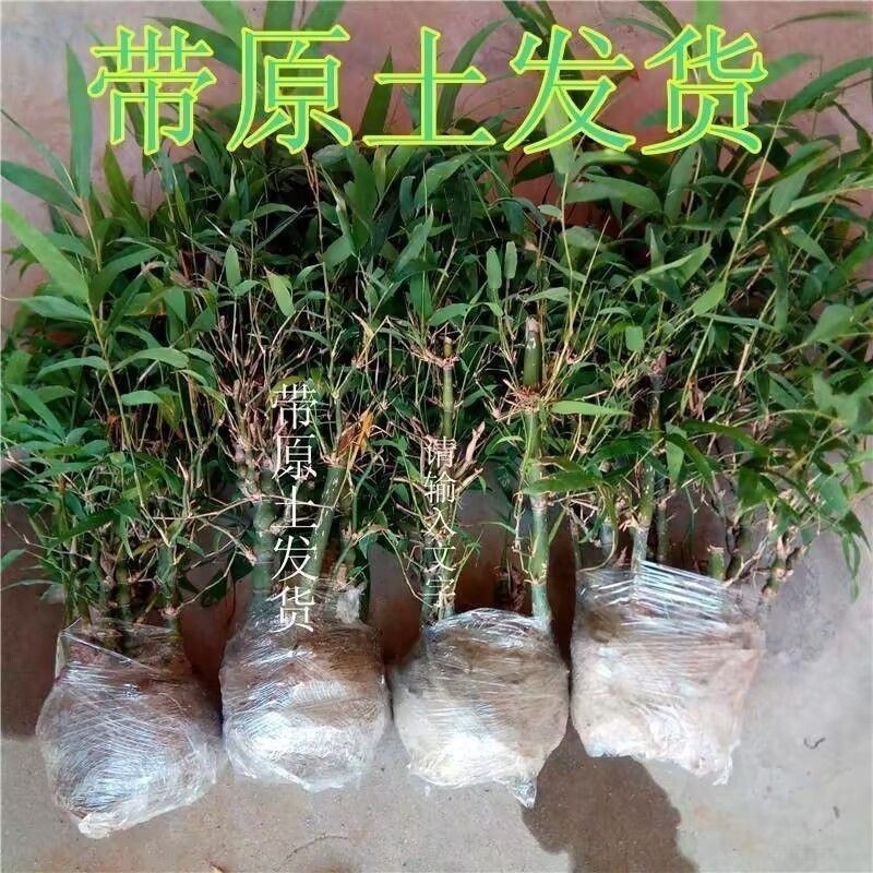 c88d32b0-c288-4e26-aa3c-10816734c5b2.jpe