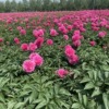 Peony root block with buds and peony, root peony peony flower root ball, blooming indoor courtyard green potted plants