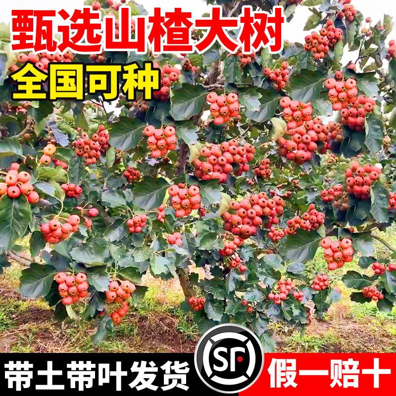 山楂树大树活苗无籽甜红子黄山楂树苗南北方种植庭院地栽果树果苗