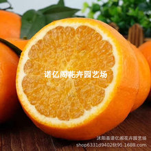 �����������õ����̘���޽Ӹ�����Ʒ�N�̽����ϱ����Nֲ�����