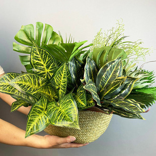Simulation turtle leaf spaner kwai peacock wood taro dragon grass deer horn fern false fern plant wall false green plant wholesale