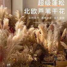 仿真网红天然芦苇假花绿植狗尾草商场店面植物造景家居盆栽摆件新