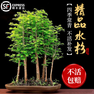 ˮɼ���������҃��k��������ˮ��ֲ��͏d����ɼ�辰�ļ�����Gֲ