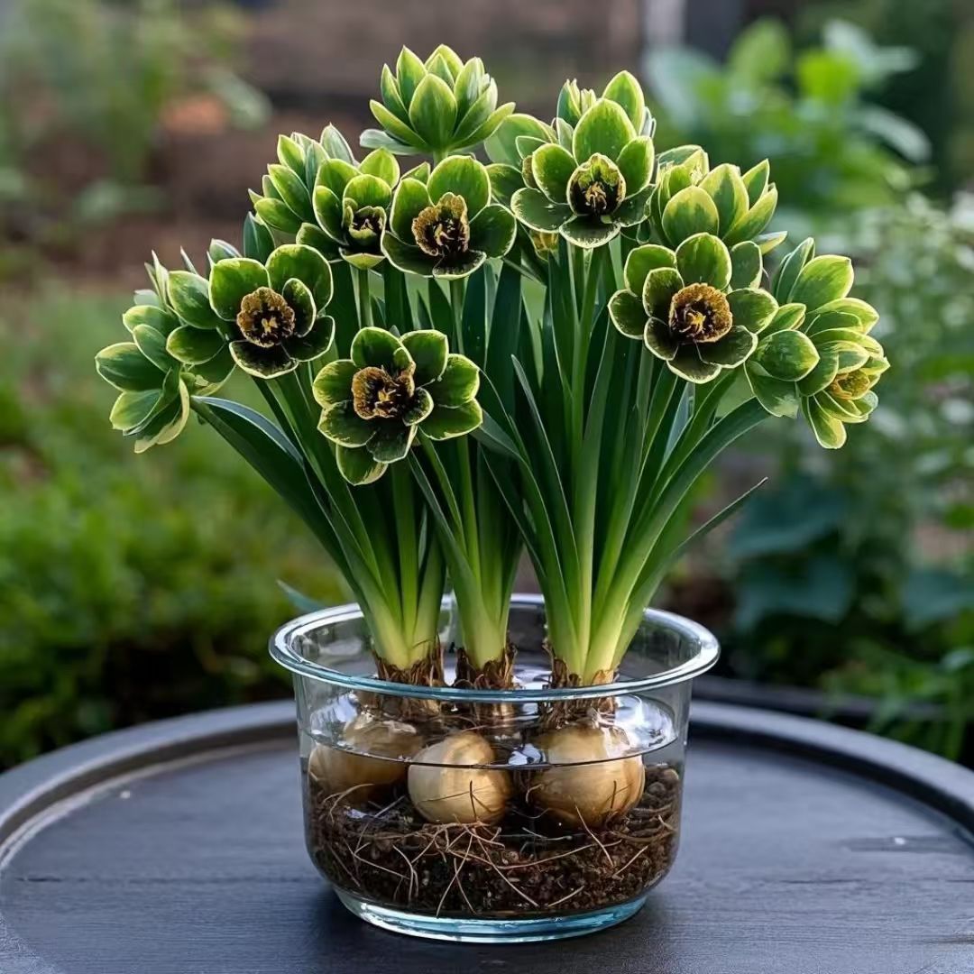 Spring Popular Hydroponic Flower Orchid Ball New Product Large Flower Fragrant Indoor and Outdoor Four-Season Flowers Cold and Heat Resistant Flowers Easy to Maintain
