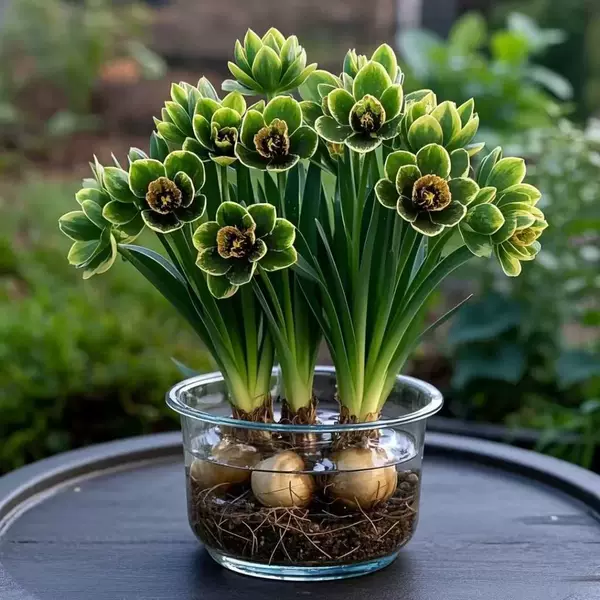 Spring Popular Hydroponic Flower Orchid Ball New Product Large Flower Fragrant Indoor and Outdoor Four-Season Flowers Cold and Heat Resistant Flowers Easy to Maintain