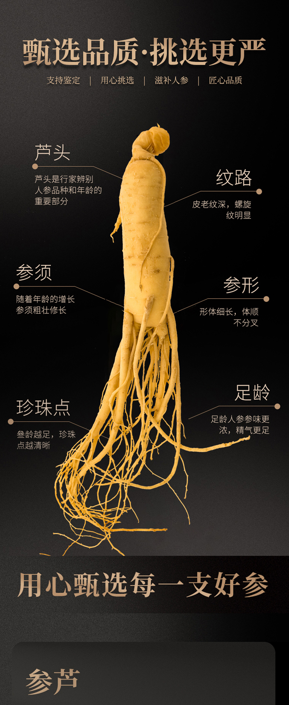 Fresh Ginseng Roots for Cooking and Herbal Soup 15g Pack of 10 Roots from Jilin quality and texture