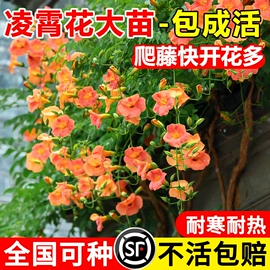 盆栽;其他园林资材;栽培基质