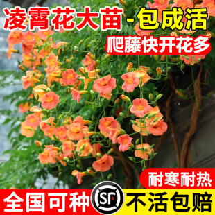 Cold-resistant trumpet creeper big seedling climbing plant old pile balcony flower potted plant four open good to feed the cannon guard flower wholesale