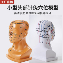 20CM人体头部四功能腧穴模型面部按摩模型头中医针灸穴位模型教学
