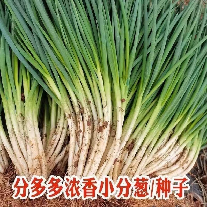 Маленькие семена лука оптовая продажа с фабрики Four Seasons маленькие семена лука балкон горшечный красный лук оптом аромат Порея