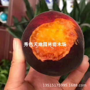 ��Ʒ�N��������޺��Ҙ����������ڷ��˺����Ҽ޽ӻ��箔��Y��