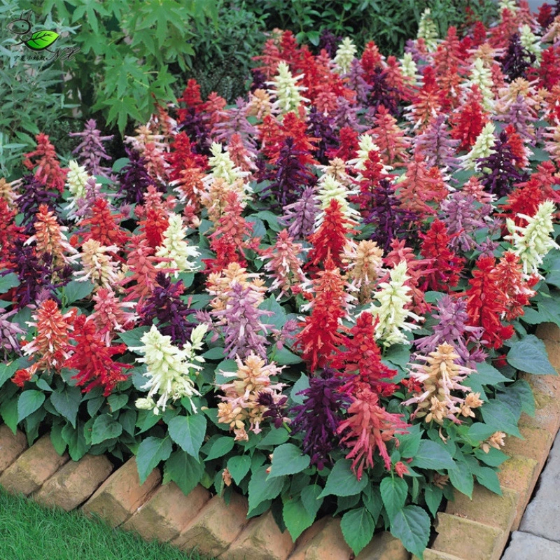 Y29 импортная георгинальная георгина展望/Ningxia Little Ant, семена цветов в горшках, пробная посадка, упаковка из 10 семян