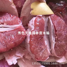 批发柚子树苗红心红肉蜜柚嫁接三红蜜柚果树苗南北方种植当年结果