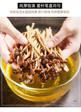 2025年江西新鲜农家茶树菇干货 不开伞茶薪菇 新鲜上市 100kg包邮