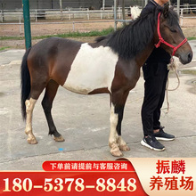 一匹小矮馬多少錢 四川哪里有賣馬的 跑的快的小矮馬多少錢一匹