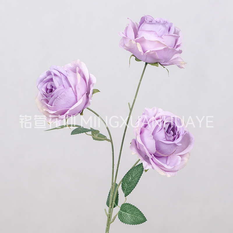 보라색-3 공주 장미 09#