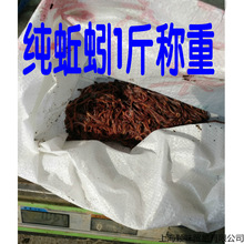 大号蚯蚓钓鱼盒装蚯蚓鱼饵鲫鱼打窝野钓饵料散装鲜活软饵包邮