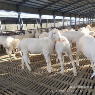 Сβ����ĸ���������������۶Ų���һ̥�a��ֻС���