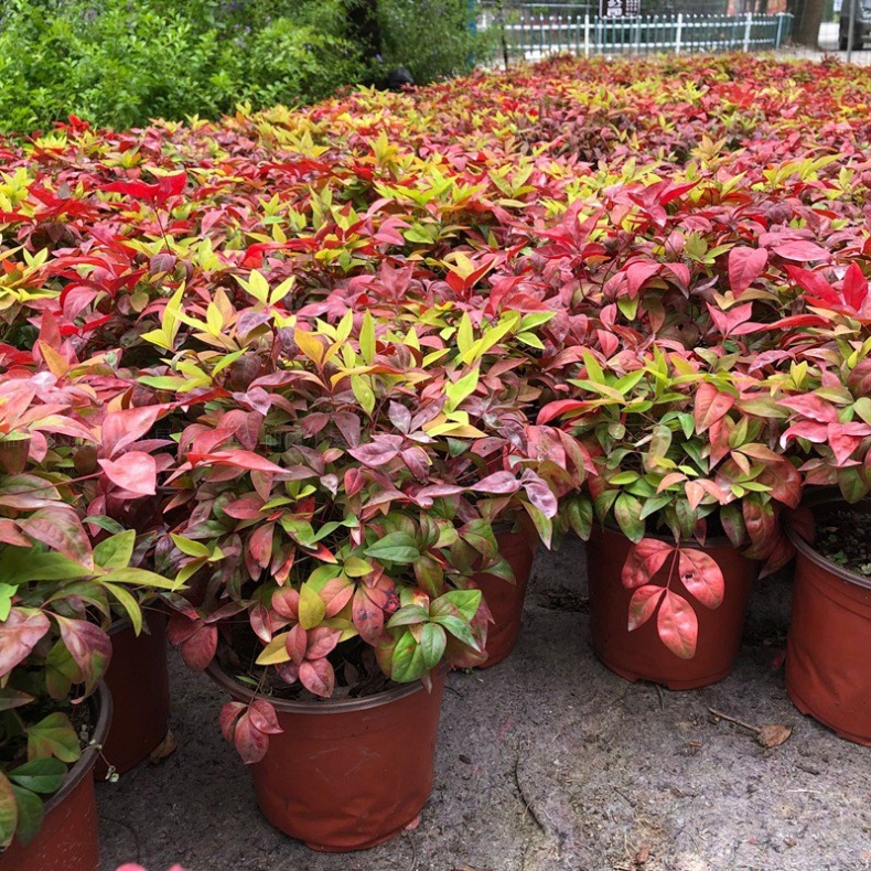 火焰南天竹盆栽室外冬天耐寒植物红叶南天竹花庭院花园四季植物-阿里巴巴