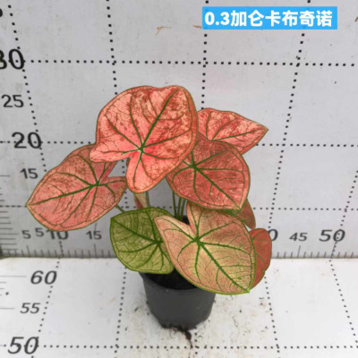 基地直供 盆栽绿植净化空气 居家花卉0.3加仑卡布奇诺彩叶芋|ru