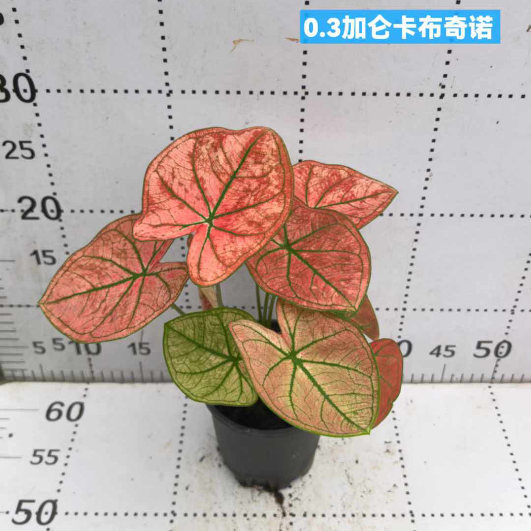 基地直供 盆栽绿植净化空气 居家花卉0.3加仑卡布奇诺彩叶芋|ru