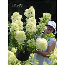 ���ٵĻ��@�A�F���򻨻�����ʯ�ҟ�ͥԺ�Gֲ�ͺ��͟�ֲ����