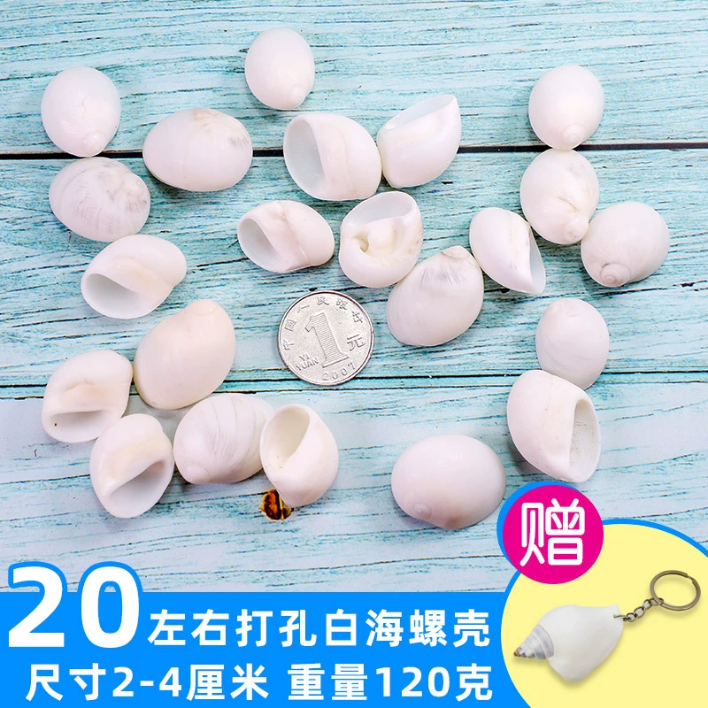 Organic aquarium with shells, aquarium decor, sample handmade