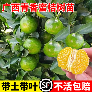 �V�������۽ۘ��缃����Ә�����������Ә����ϱ����Nֲ����Y��