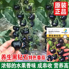 养生黑钻石番茄钟子 四季黑小番茄种子 可盆栽春季种子蔬菜种子