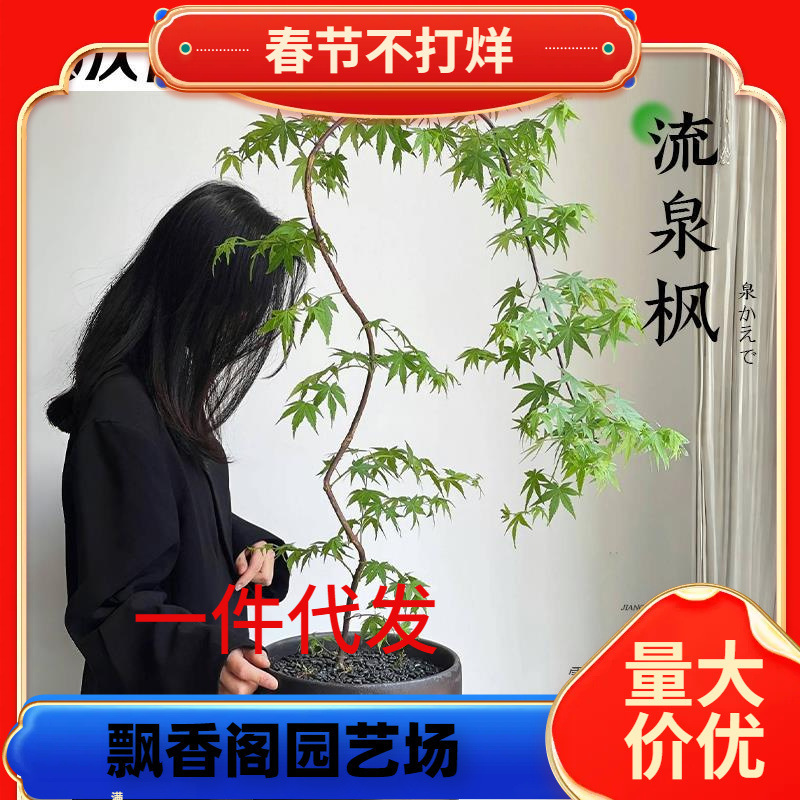 Dropshipping Flowing Maple Potted Green Plant for Study and Living Room Indoor Plant, Seven Maple Trees, Popular Japanese Zen Style Office