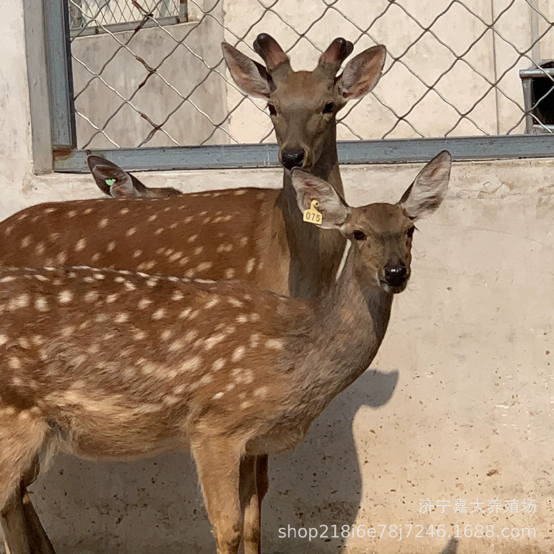 Существует не Sika оленей фермы поблизости живописное место, чтобы смотреть Sika оленей живого тела для продажи родственников одомашненных оленей живого тела