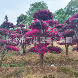 For Sale: 1.5- 2m Tall Red-Flowered Acacia Stakes, Wholesale Price for Red-Flowered Acacia Stakes with Beautiful Tree Shapes