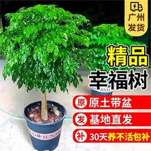 幸福树客厅大盆栽室内净化空气绿植物办公室发财树四季大棵平安树