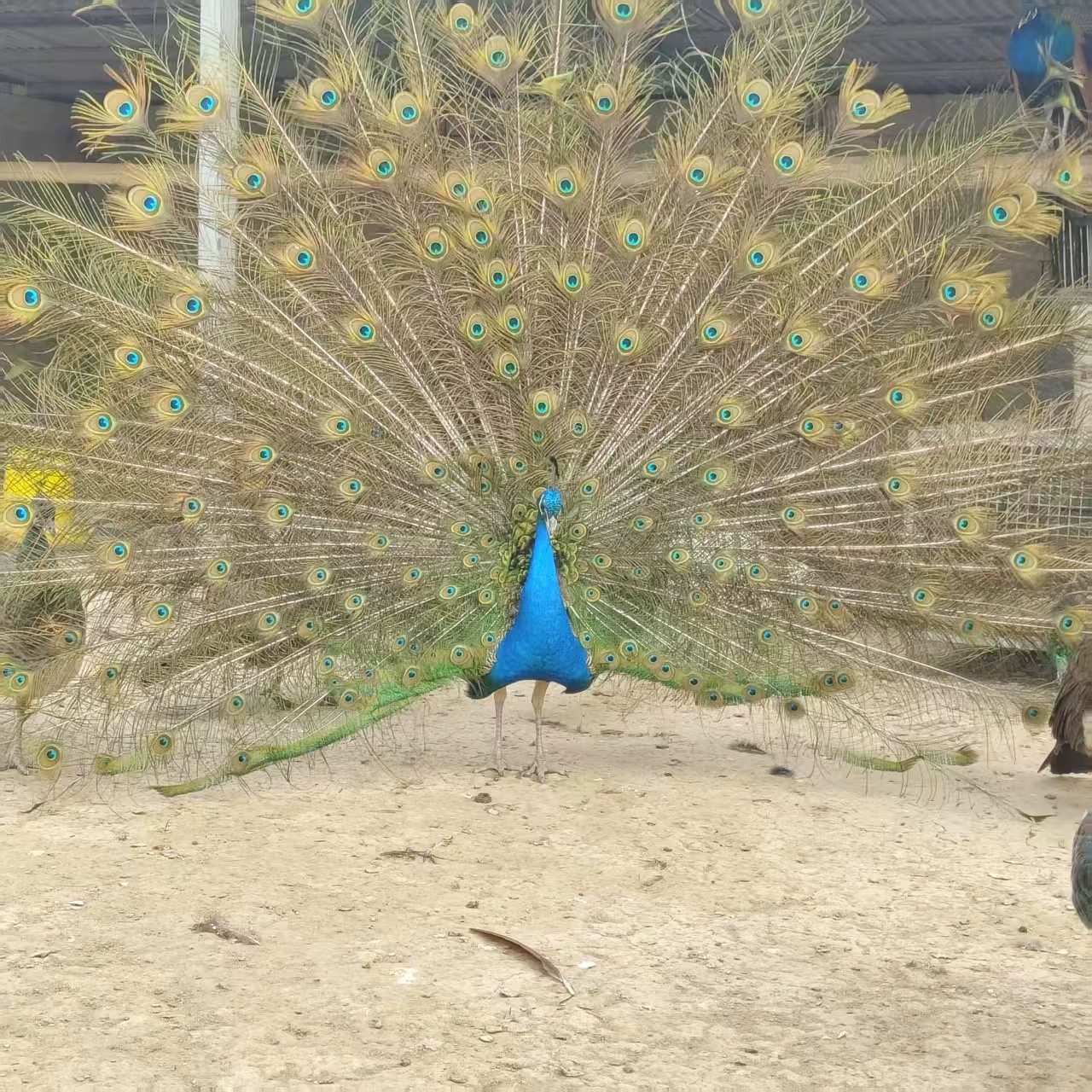 Где купить живые саженцы павлинов, пятилетних павлинов с длинным хвостом, живописные места с высокой декоративной ценностью, цены на павлинов для продажи