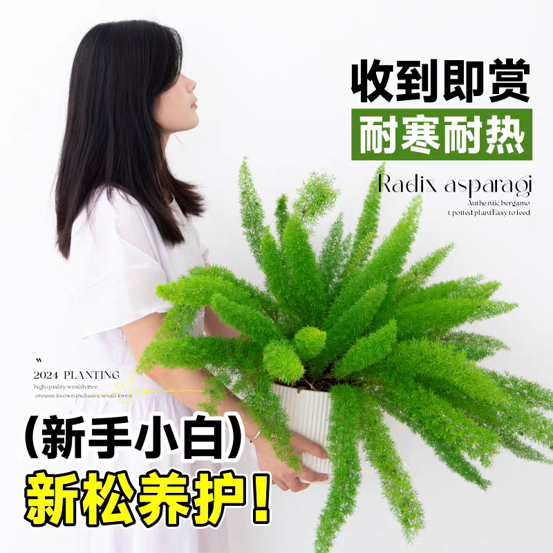 狐天门冬盆栽室内外花卉绿植物阳台庭院花园景观绿化耐寒九狐