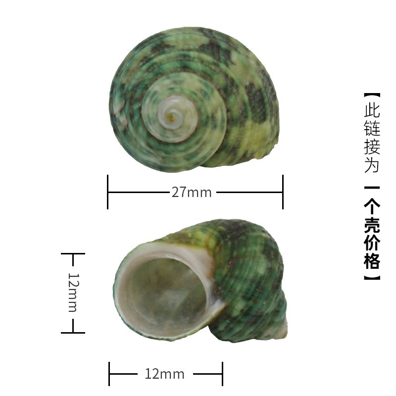 X12 작은 은입 녹색 달팽이 2-3cm 게에 적합
