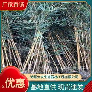 Base Wholesale Self-Produced and Self-Sold Small Qinsi Bamboo Seedlings Scenic Area Landscaping Road Garden Project Greening Seedlings