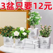 �G�}�lؔ��������⻨������ֲ���҃ȱ��ɸ��F��ˮ��С�Gֲ���B��