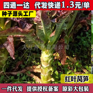 �t���~�n�S�N����z�t�n�����϶���Ƥ�n�S�ļ��ļ�¶���߲˿�����