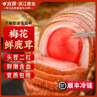 Fresh Gmelina Deer Antler, Fresh Deer Antler from Jilin, Whole Blood-Stained Deer Antler Slices with Deer Antler Blood for Wine Infusion Medicinal Ingredients