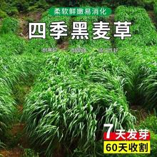 牧草种子四倍体黑麦草种籽冬牧70黑麦草种耐寒鸡鸭鹅猪牛羊鱼草籽